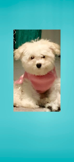 Mellow Mitzi Co. 